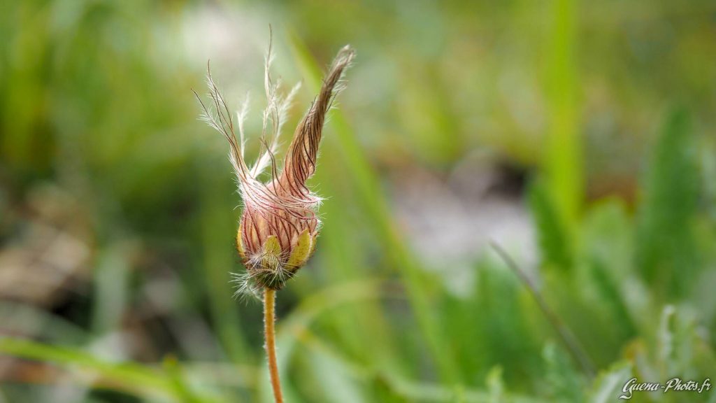 Anémone Pulsatille (Anemone Pulsatilla)