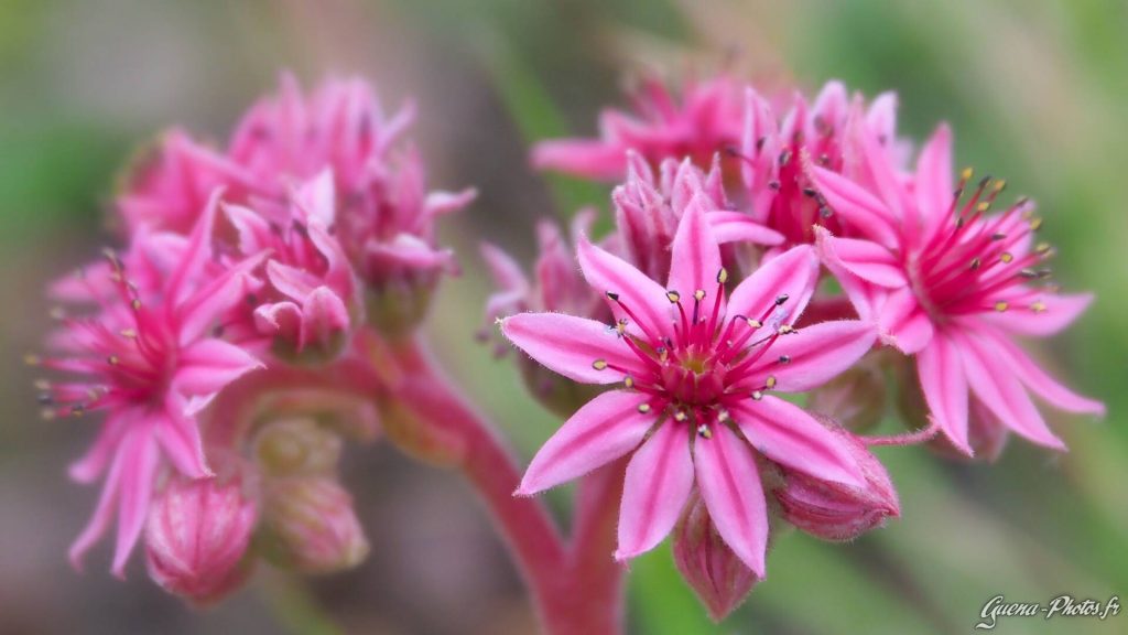 Joubarbes du Dévoluy, Hautes-Alpes  (Sempervivum)