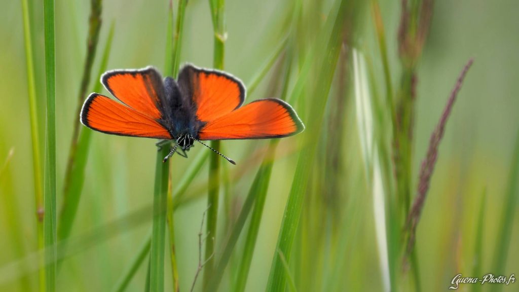 Papillon de la famille des lycénidés (Lycaeninae)