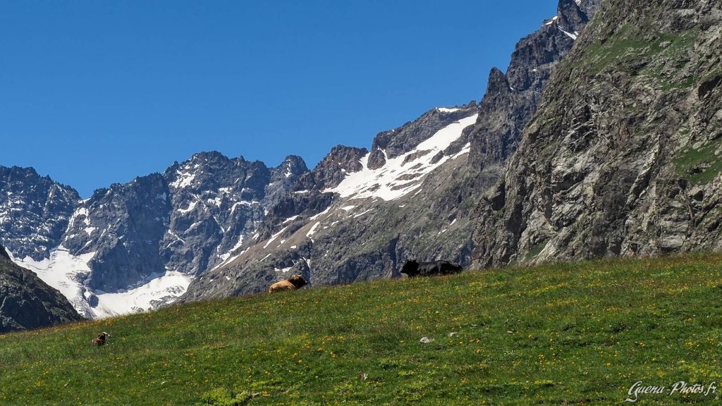 Troupeau dans le vallon de la Romanche, dans les Hautes-Alpes