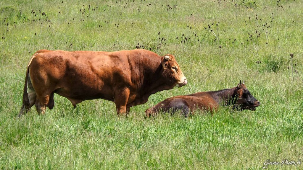 Couple de bovins dans un pré