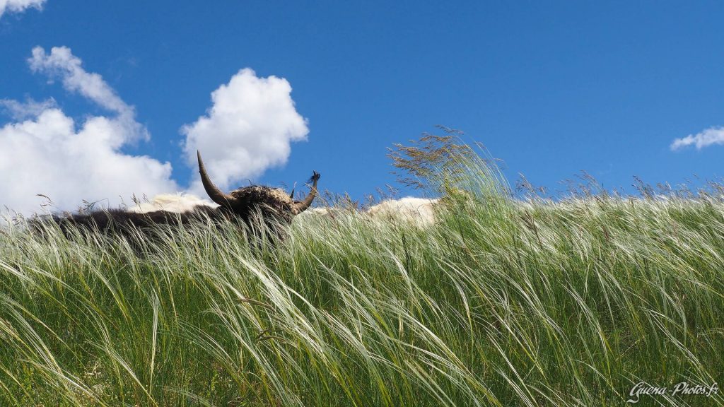 Élevage de Yaks dans les Hautes-Alpes