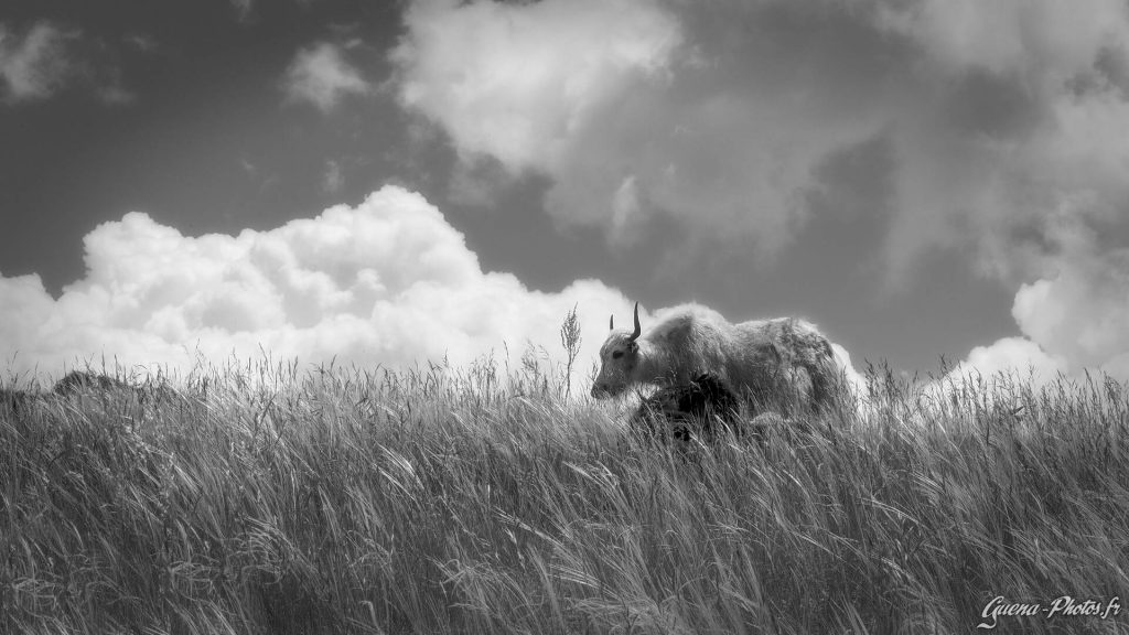 Élevage de Yaks près de la ville de Gap