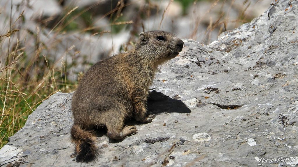 Marmotton du Dévoluy, dans les Hautes-alpes