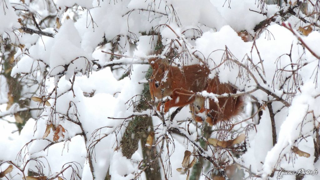 Un écureuil dans un arbre enneigé