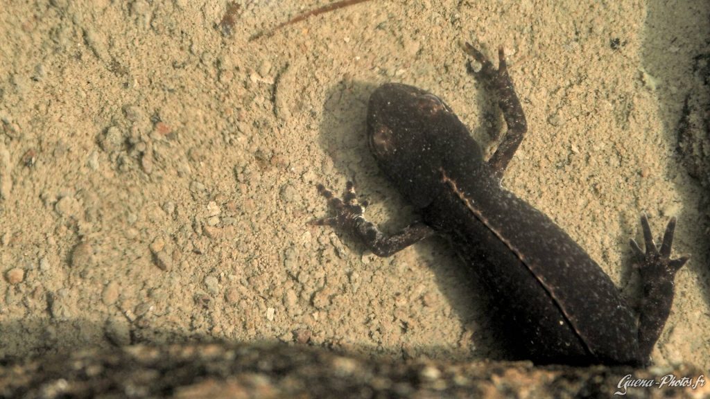 Triton alpestre, dans un lac du Champsaur, dans les Hautes-alpes