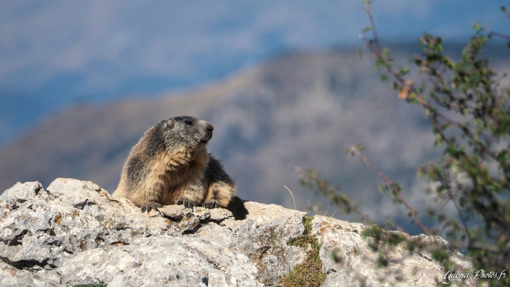 Une marmotte au pied du Pic de Céüzette, dans les Hautes-Alpes