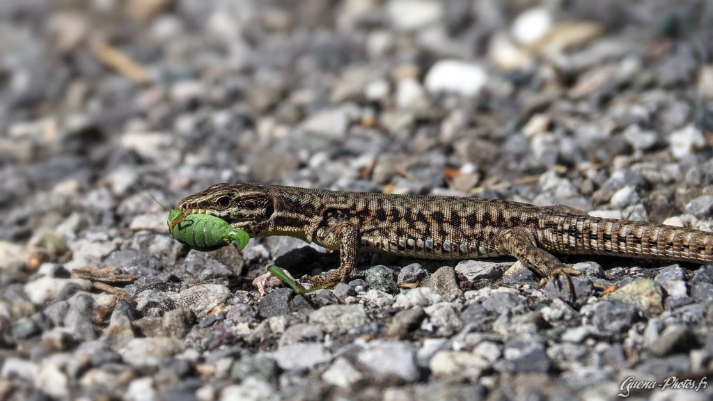 Un lézard avec une proie dans la gueule