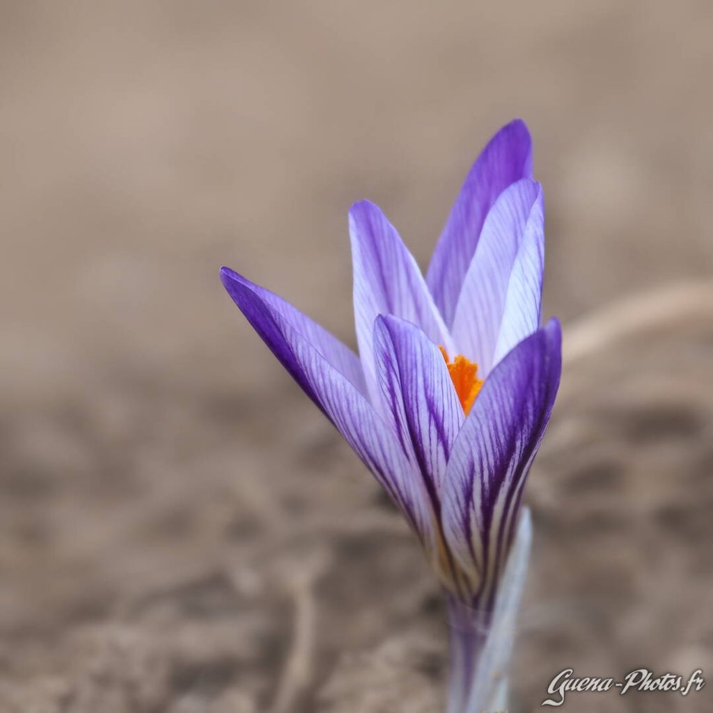 Crocus Bigarré