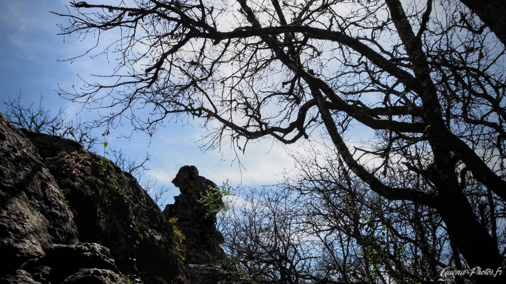 Le bois de Païolive, au Sud de l'Ardèche