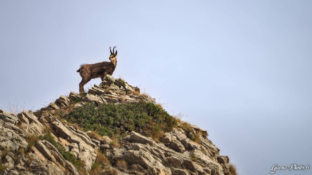 Un chamois au lever du Soleil, dans le Dévoluy (05250)