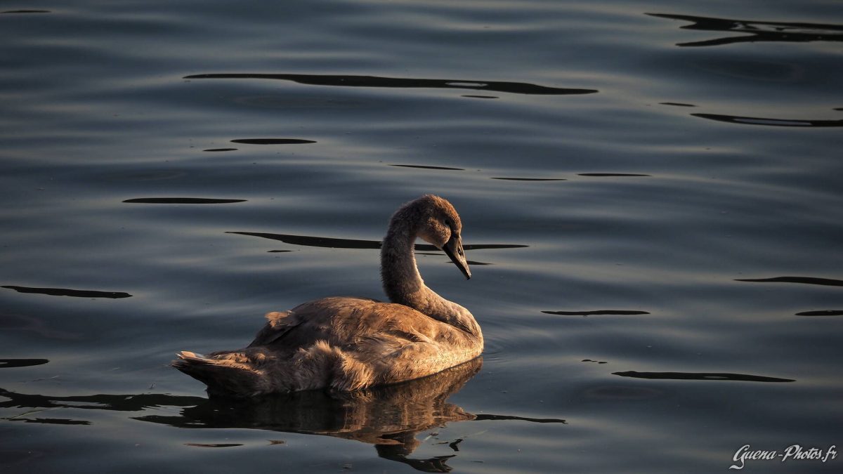 Cygne juvénile sur le Lac d'Iseo, en Italie