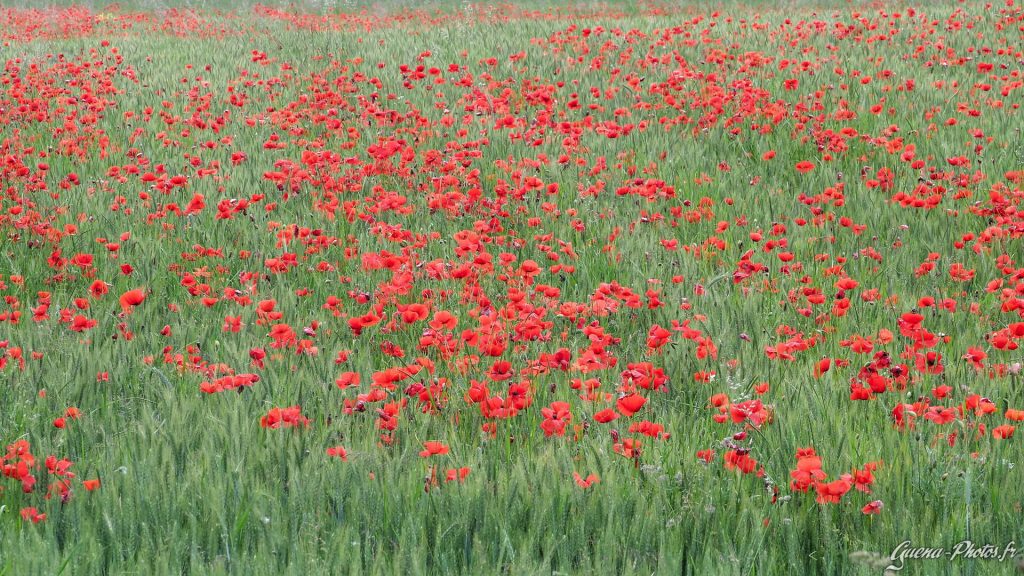 Champ de coquelicots sur les hauteurs du gapençais (05000)