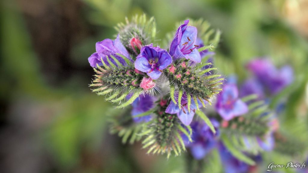 Vipérine (Echium Vulgare) aussi appelée Serpentine