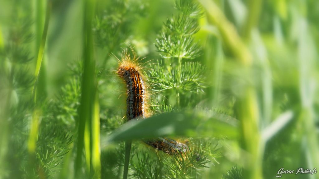 Futur papillon ! (Chenille)