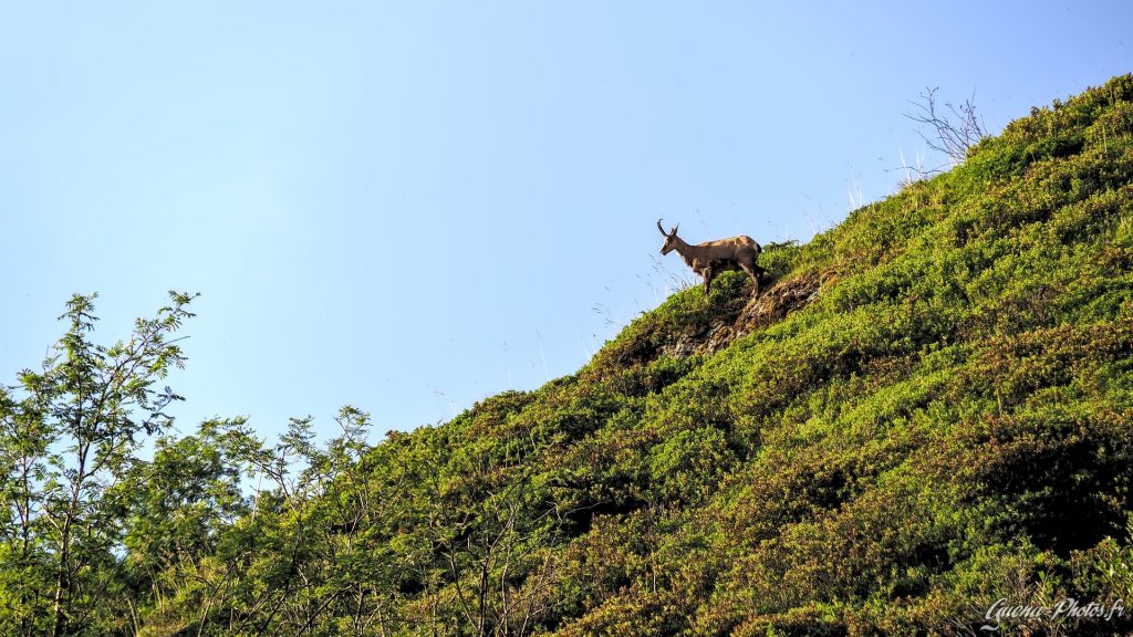 Un chamois profitant des premiers rayons de soleil ! (Valgaudemar)(05800)