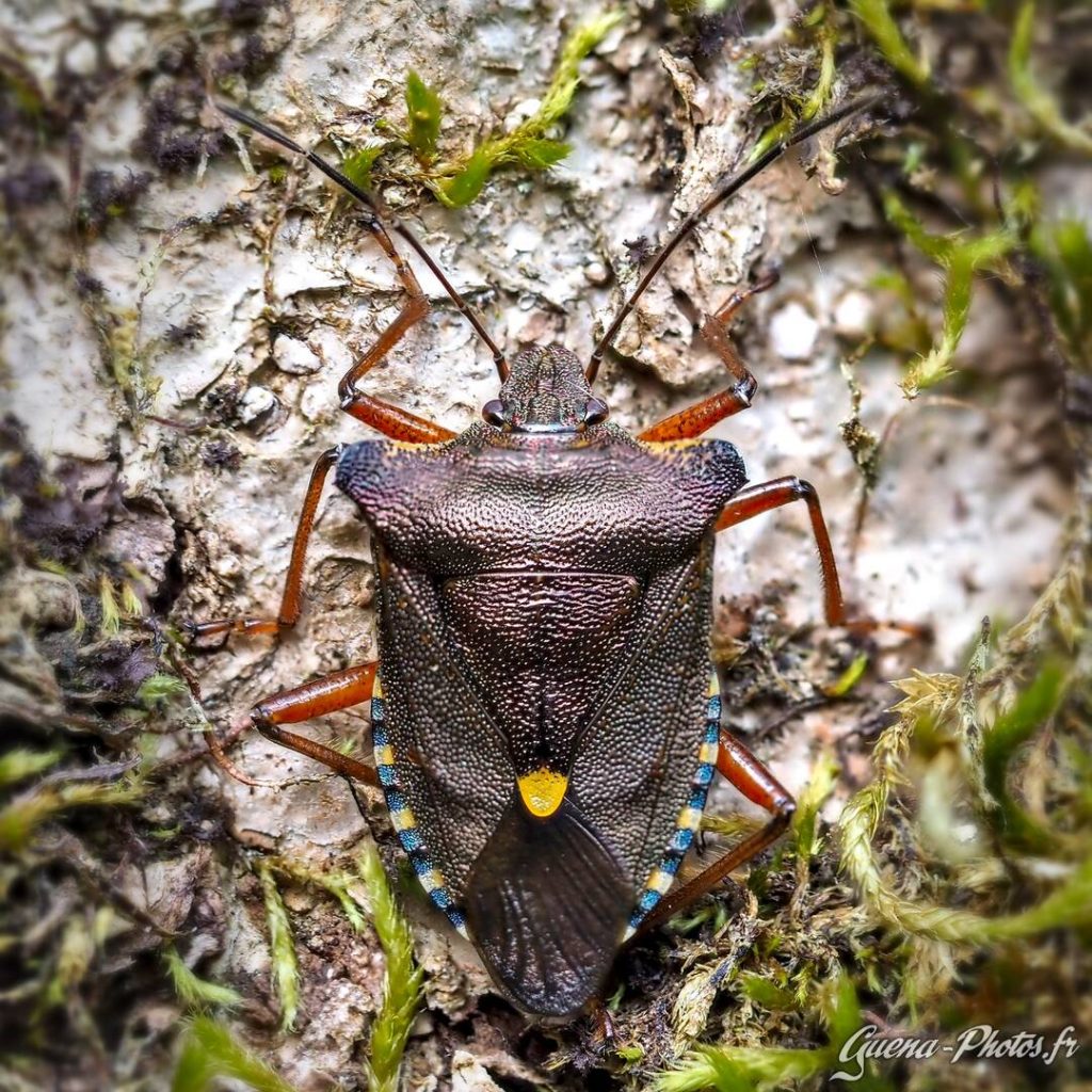 Punaise à Pattes Rousses (Pentatoma Rufipes), aussi appelée Punaise des Bois