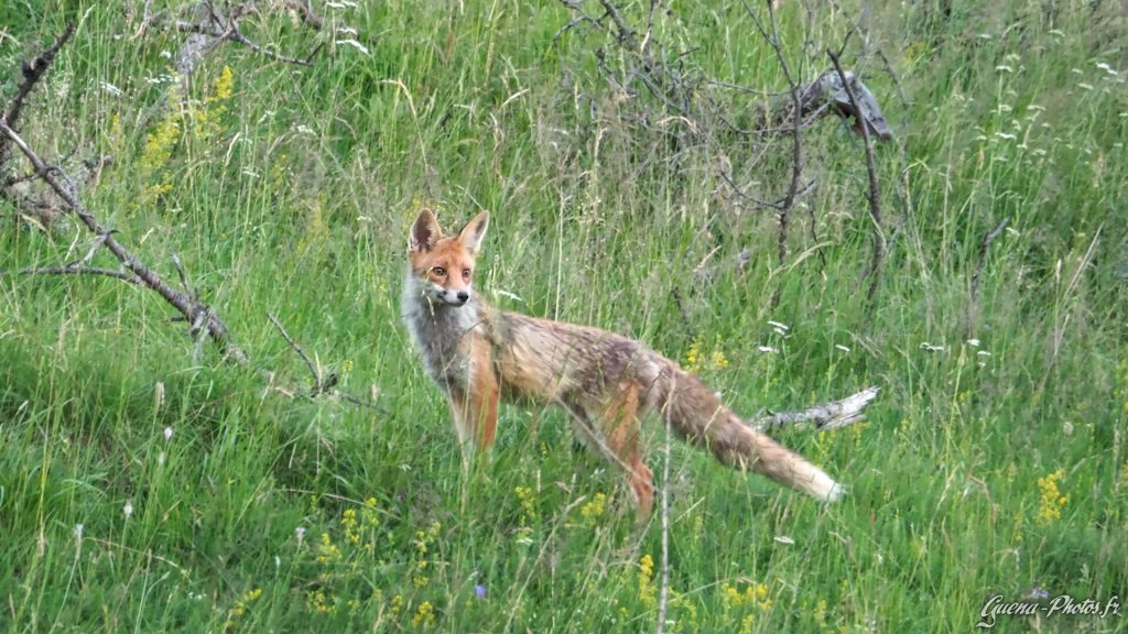 Un renard à la lisière d'un bois