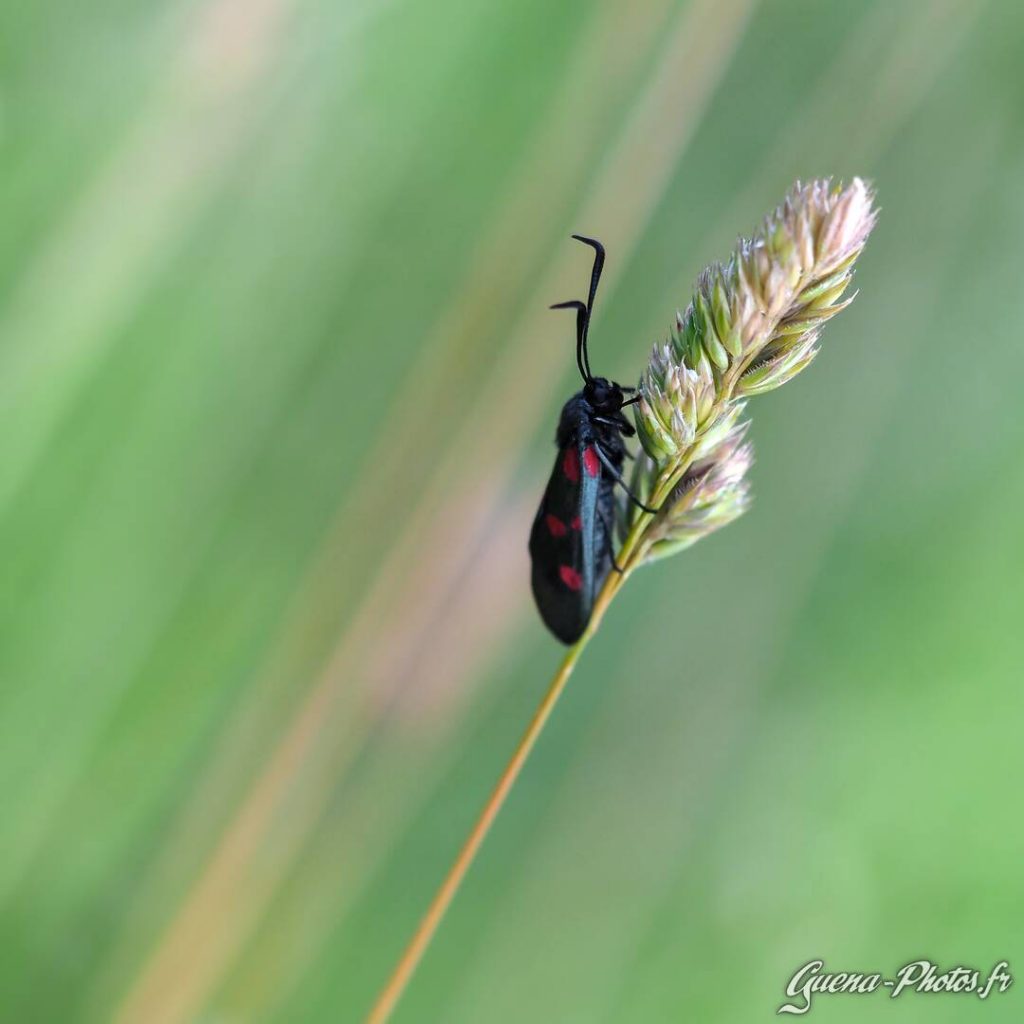 Zygène du Chèvrefeuille, ou Zygène des Bois (Zygaena Lonicerae)