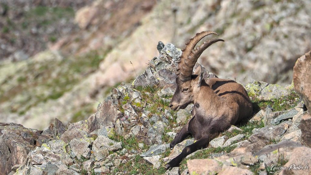 Bouquetin des Alpes (Capra Ibex), Champsaur (05500)