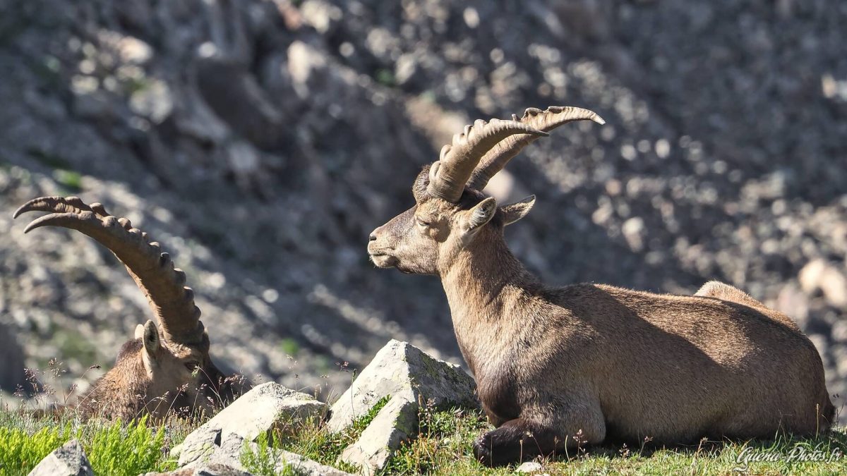 Bouquetins des Alpes (Capra Ibex), Champsaur (05500)