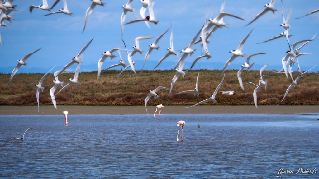 Vol de Sternes au milieu de Flamants Roses