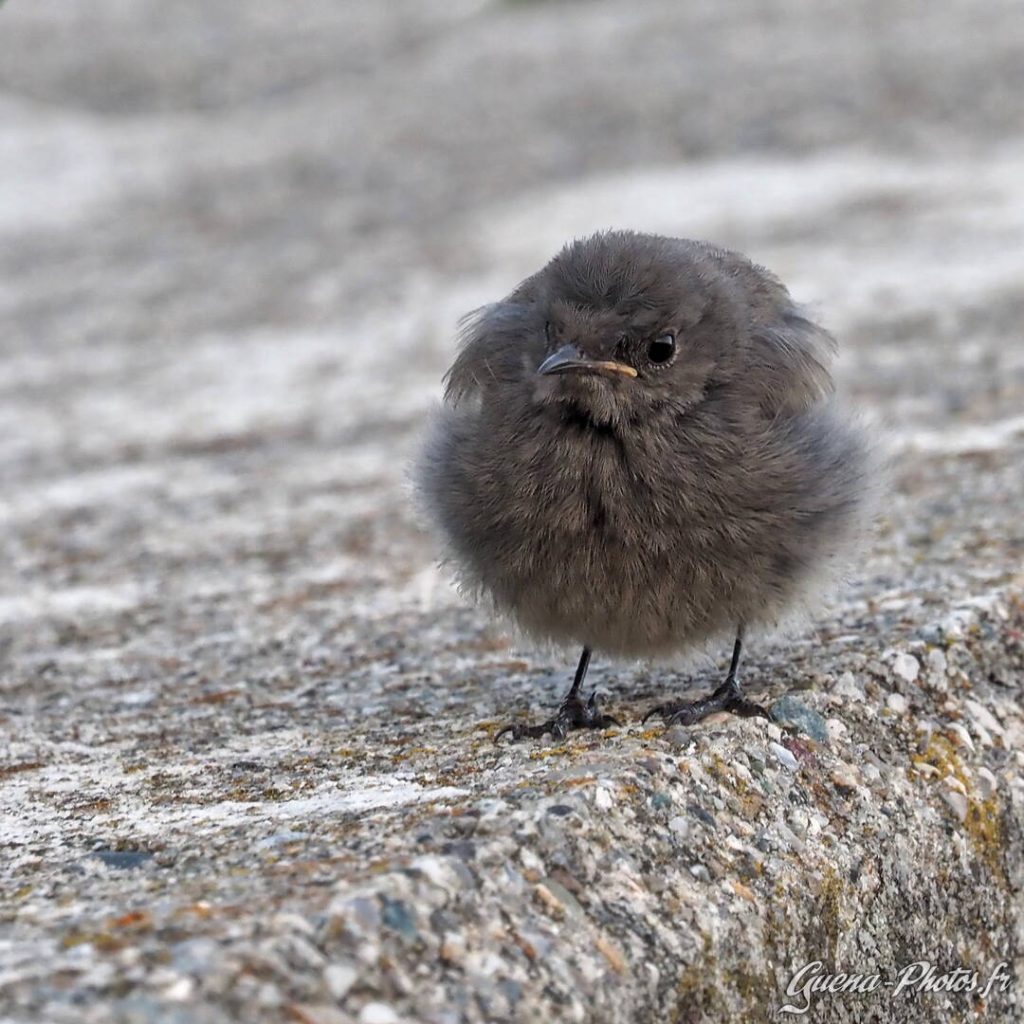 Petit oiseau gris en forme de boule