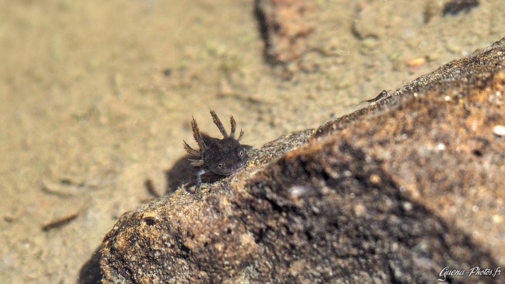 Triton alpestre juvénile