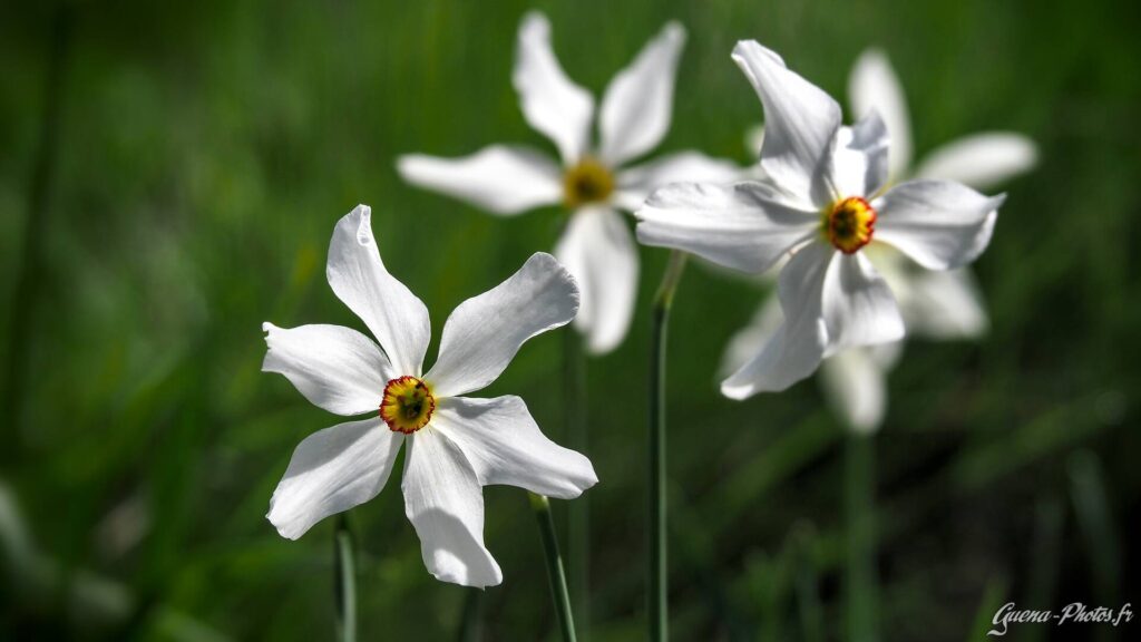 Narcisses des Poètes (Narcissus Poeticus)