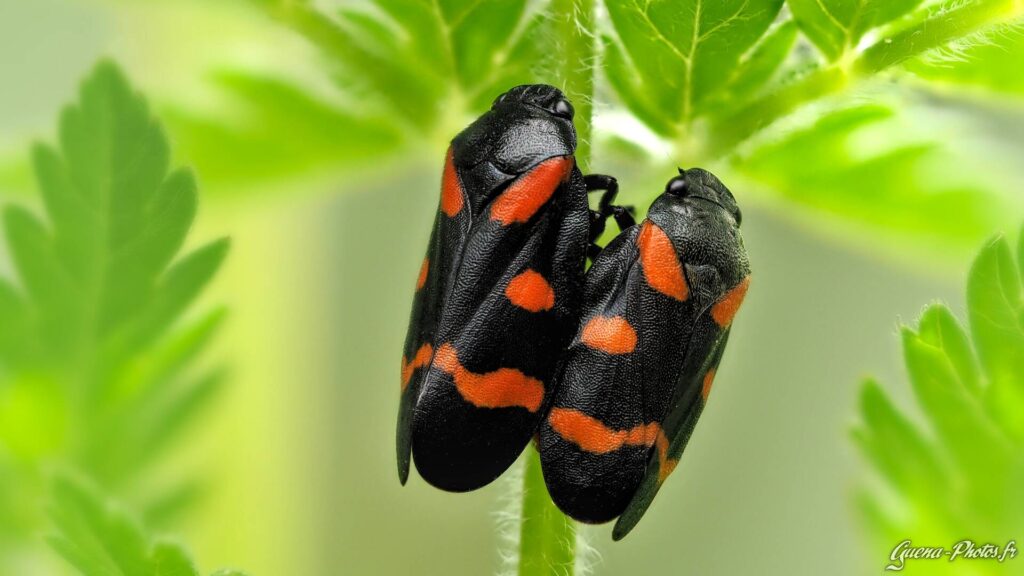 Un couple de Cercope Sanguin (Cercopis Vulnerata)