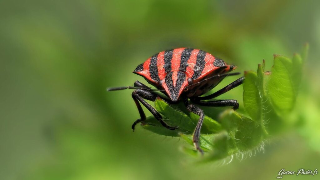 Graphosome d'Italie (Graphosoma Italicum) aussi appelée Punaise Arlequin