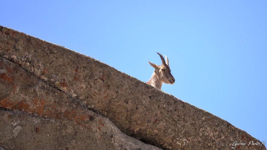 Un éterlou (jeune bouquetin) en observation sur un rocher