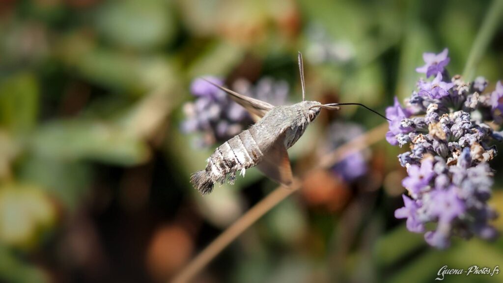 Moro Sphinx (Macroglossum Stellatarum) aussi appelé Sphinx Colibri