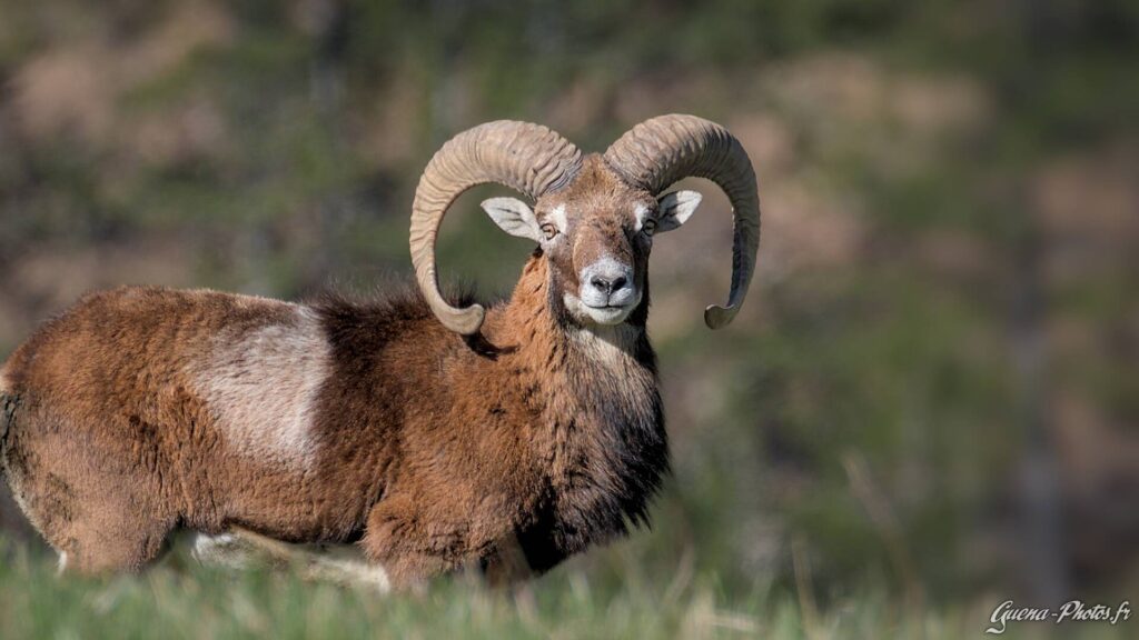 Mouflon Méditerranéen