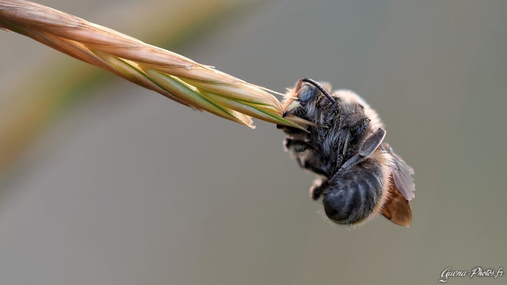 Une Abeille Sauvage en train de Dormir