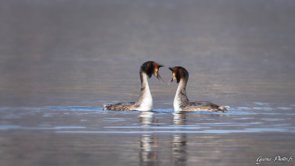 Parade Nuptiale de Grèbes Huppés