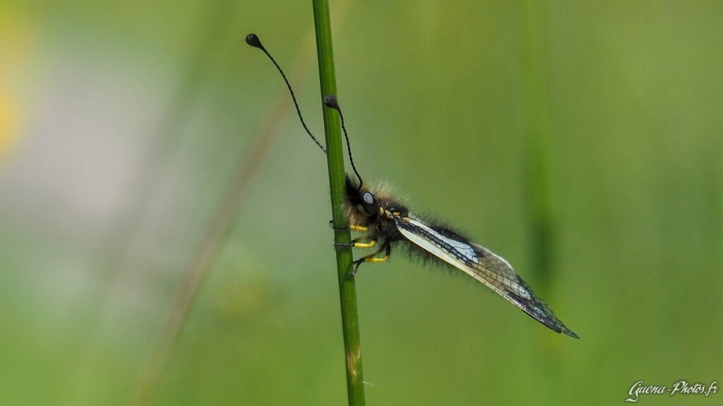Ascalaphe Soufré (Libelloides Coccajus)
