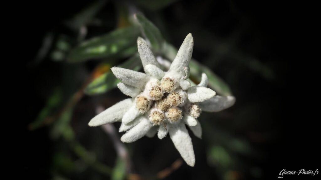 La plus célèbre des plantes alpines: l’Edelweiss