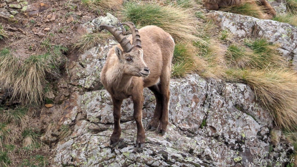 Bouquetin des Alpes (Capra Ibex), Champsaur (05500)