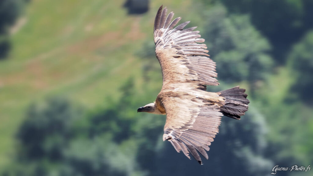 Vautour Fauve